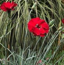 Dianthus American Pie™ 'Cherry Pie' Dianthus American Pie™ 'Cherry Pie'