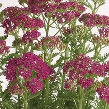 Achillea Milly Rock™ 'Rose' Achillea Milly Rock™ 'Rose'