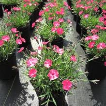 Dianthus Vivid™ 'Bright Light' Dianthus Vivid™ 'Bright Light'