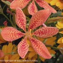 Belamcanda chinensis Belamcanda chinensis