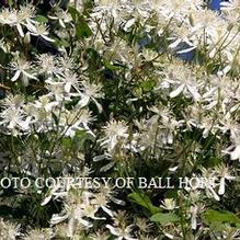 Clematis paniculata Clematis paniculata