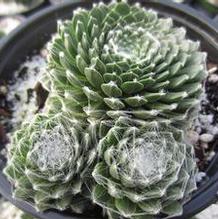 Sempervivum 'Forest Frost' Sempervivum 'Forest Frost'