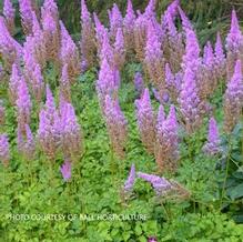 Astilbe 'Purple Candles'