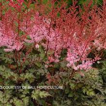 Astilbe 'Delft Lace' Astilbe 'Delft Lace'