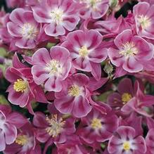 Aquilegia 'Winky Rose Rose' Aquilegia 'Winky Rose Rose'