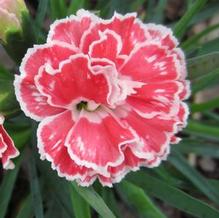 Dianthus Constant® Beauty 'Crush Orange' Dianthus Constant® Beauty 'Crush Orange'