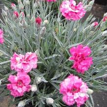 Dianthus Pretty Poppers™ 'Cute as a Button'