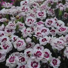 Dianthus Pretty Poppers™ 'Kiss and Tell'