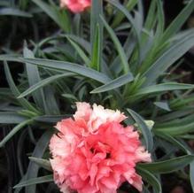 Dianthus Odessa® 'Orange Bling Bling' Dianthus Odessa® 'Orange Bling Bling'
