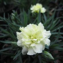 Dianthus Odessa® 'Yellow Bling Bling' Dianthus Odessa® 'Yellow Bling Bling'