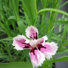 Dianthus 'Velvet N Lace' Dianthus 'Velvet N Lace'