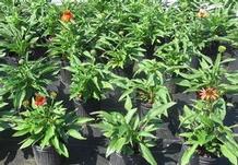 Echinacea 'Cheyenne Spirit' Echinacea 'Cheyenne Spirit'