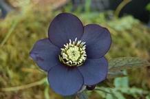 Helleborus Winter Jewewls® 'Black Diamond' Helleborus Winter Jewewls® 'Black Diamond'