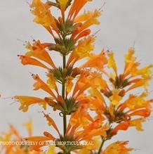 Agastache Sunrise® Orange Agastache Sunrise® Orange