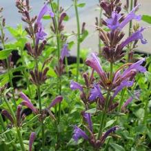 Agastache Sunrise® Blue Agastache Sunrise® Blue