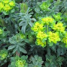 Euphorbia polychroma Euphorbia polychroma
