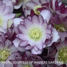 Helleborus 'Blushing Bridesmaids' Helleborus 'Blushing Bridesmaids'