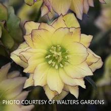 Helleborus 'First Dance' Helleborus 'First Dance'