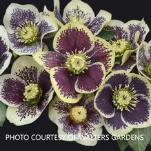 Helleborus 'Rio Carnival' Helleborus 'Rio Carnival'