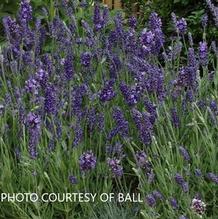 Lavandula 'Ellagance Purple' Lavandula 'Ellagance Purple'