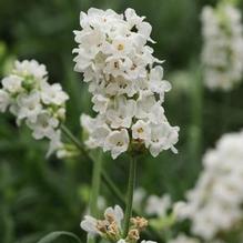 Lavandula 'Ellagance Snow' Lavandula 'Ellagance Snow'