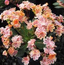 Lewisia 'Sunset Strain' Lewisia 'Sunset Strain'