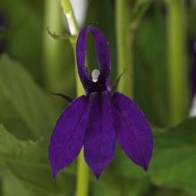 Lobelia 'Starship Blue' Lobelia 'Starship Blue'