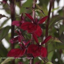 Lobelia 'Starship Burgundy' Lobelia 'Starship Burgundy'