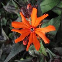Lychnis 'Orange Gnome' Lychnis 'Orange Gnome'