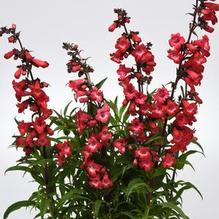 Penstemon 'Cherry Sparks' Penstemon 'Cherry Sparks'