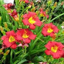 Hemerocallis 'Ruby Stella' Hemerocallis 'Ruby Stella'