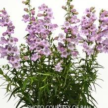 Penstemon Quartz® Amethyst Penstemon Quartz® Amethyst