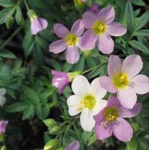 Polemonium 'Apricot Delight' Polemonium 'Apricot Delight'