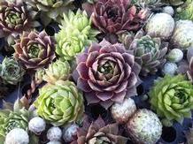 Sempervivum 'Hot Mix' Sempervivum 'Hot Mix'