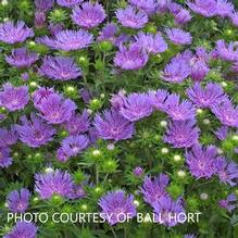 Stokesia 'Peachi's Pick' Stokesia 'Peachi's Pick'