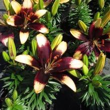 Lilium Lily Looks™ 'Tiny Epic' Lilium Lily Looks™ 'Tiny Epic'
