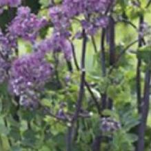 Thalictrum 'Yulia' Thalictrum 'Yulia'