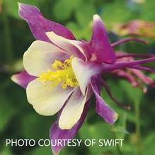 Aquilegia Earlybird™ Purple Yellow