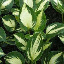 Hosta 'Morning Star' Hosta 'Morning Star'