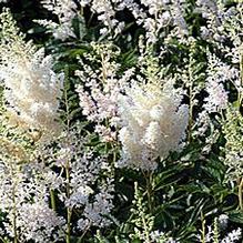 Astilbe 'Snowdrift' Astilbe 'Snowdrift'
