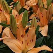 Lilium Lily Looks™ 'Tiny Moon' Lilium Lily Looks™ 'Tiny Moon'