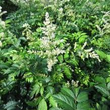 Astilbe 'Bridal Veil'