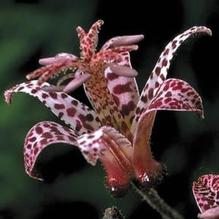 Tricyrtis 'Dark Beauty' Tricyrtis 'Dark Beauty'