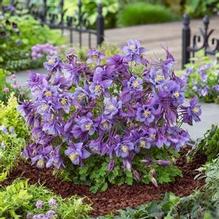 Aquilegia Earlybird™ Purple Blue