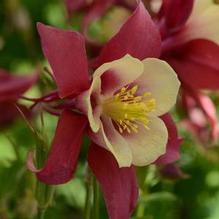 Aquilegia Earlybird™ Red Yellow