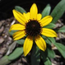 Rudbeckia 'American Gold Rush'