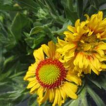 Gaillardia 'Arizona Apricot' Gaillardia 'Arizona Apricot'