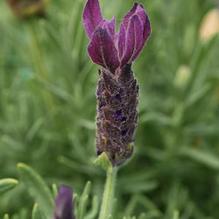 Lavandula 'Primavera' Lavandula 'Primavera'