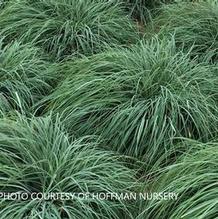 Carex 'Flacca' Carex 'Flacca'