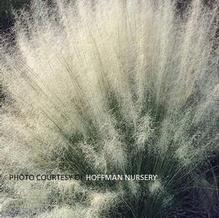 Muhlenbergia 'White Cloud' Muhlenbergia 'White Cloud'